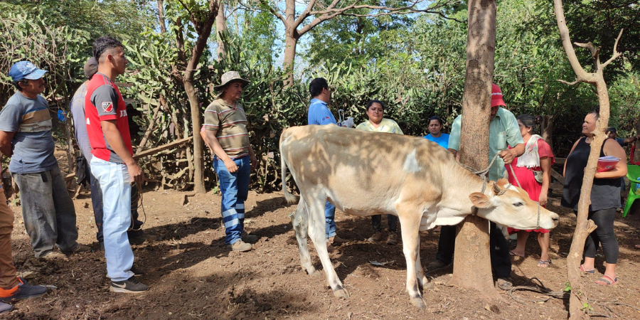 Protagonistas En San Pedro De Los Molinas San Marcos Avanzan En Su