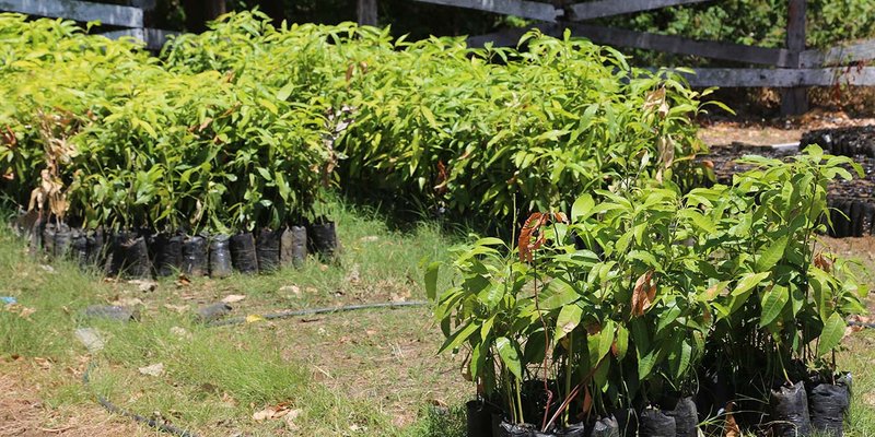 Sexta Edición de las Escuelas Técnicas de Campo en Rivas