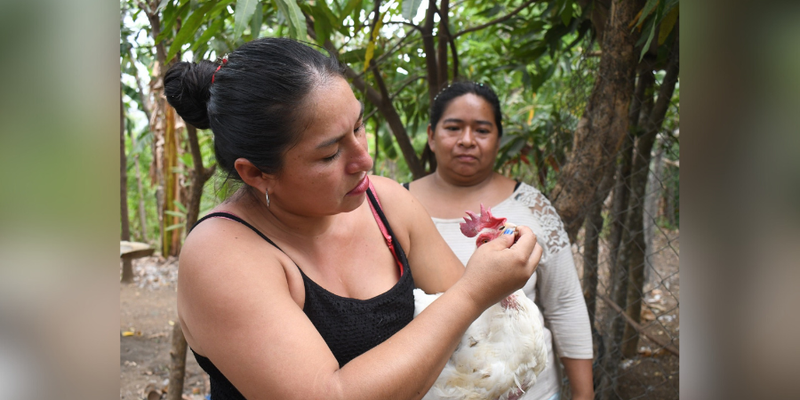 ¿Cómo un matrimonio ha mejorado la producción de aves y cerdos a través de las Escuelas Técnicas de Campo?