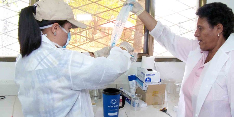Docentes elevan la calidad y productividad porcina
