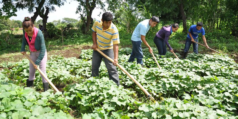 Carreras agropecuarias base del desarrollo económico