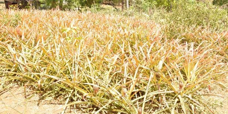 Carreras agropecuarias base del desarrollo económico