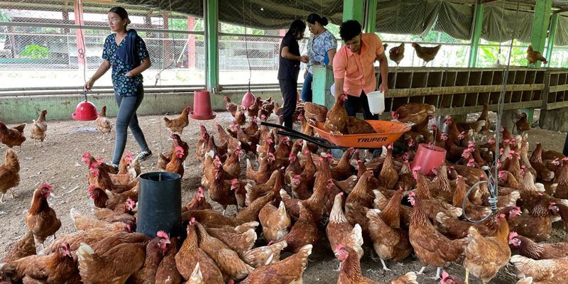 Intercambio de experiencias entre estudiantes técnicos, protagonistas de vocación productiva y escuelas de campo en Chinandega