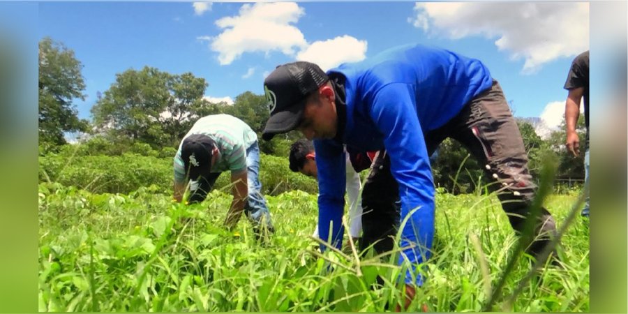 Centro Tecnológico de Jalapa prepara a los futuros   Profesionales en Agronomía