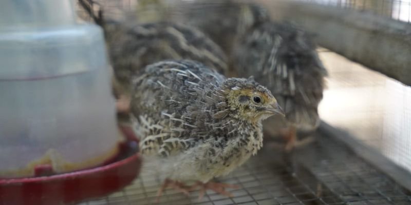 Escuelas de Campo fortalecerán la producción agropecuaria en 2026 con atención a más de 45 mil protagonistas