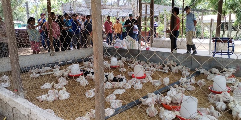 ¡Agricultura sostenible! Un recorrido por las unidades productivas del Centro Tecnológico Manuel Landez Rojas